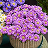 Aster Alpha Mix Aster Alpha Mix