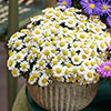 Aster Alpha Mix Aster Alpha Mix