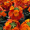 Erysimum Orange Glow Erysimum Orange Glow