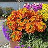 Erysimum Orange Glow Erysimum Orange Glow