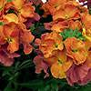 Erysimum Orange Glow Erysimum Orange Glow