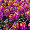 Erysimum Rainbow Glow Erysimum Rainbow Glow