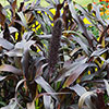 Ornamental Millet Purple Baron 