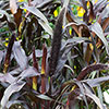 Ornamental Millet Purple Baron 