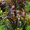 Ornamental Millet Purple Baron 