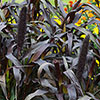 Ornamental Millet Purple Baron 