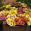Osteospermum Akila Hawaii Sunset Shades 