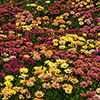 Osteospermum Akila Hawaii Sunset Shades 