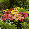 Osteospermum Akila Hawaii Sunset Shades 