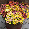 Osteospermum Akila Hawaii Sunset Shades 