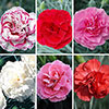Cottage Garden Devon Pink Collection Cottage Garden Devon Pink Collection