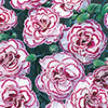Cottage Garden Devon Pink Collection Cottage Garden Devon Pink Collection