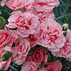 Cottage Garden Devon Pink Collection Cottage Garden Devon Pink Collection