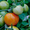 Tomato Rocola Stripe Tomato Rocola Stripe