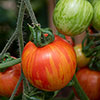 Tomato Rocola Stripe Tomato Rocola Stripe