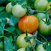 Tomato Rocola Stripe Tomato Rocola Stripe