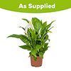 Peace Lily Spathiphyllum Cupido Peace Lily Spathiphyllum Cupido