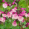 Salvia Peach Melba Salvia Peach Melba