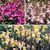 Antirrhinum Snap in Black mix 