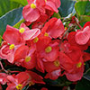 Begonia Megawatt Rose Bronze Leaf Begonia Megawatt Rose Bronze Leaf