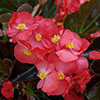 Begonia Megawatt Rose Bronze Leaf Begonia Megawatt Rose Bronze Leaf