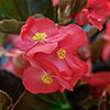 Begonia Megawatt Rose Bronze Leaf Begonia Megawatt Rose Bronze Leaf