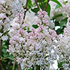 Lilac Beauty of Moscow Lilac Beauty of Moscow