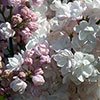Lilac Beauty of Moscow Lilac Beauty of Moscow