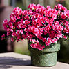 Azalea cascadula Bright Fuchsia