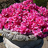 Azalea cascadula Bright Fuchsia