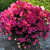 Azalea cascadula Bright Fuchsia