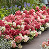 Hydrangea Groundbreaker Ruby