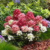 Hydrangea Groundbreaker Ruby