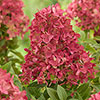 Hydrangea Groundbreaker Ruby