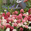 Hydrangea Groundbreaker Ruby