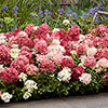 Hydrangea Groundbreaker Ruby