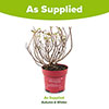 Hydrangea Groundbreaker Ruby Hydrangea Groundbreaker Ruby