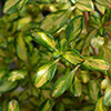 Coprosma Lemon and Lime