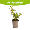 Coprosma Lemon and Lime