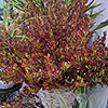 Coprosma Northern Lights
