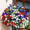 Pre-Planted Patriotic Mix Hanging Baskets