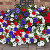 Pre-Planted Patriotic Mix Hanging Baskets