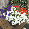 Pre-Planted Patriotic Mix Hanging Baskets