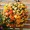 Pre-Planted Begonia Apricot Fiery Shades Hanging Baskets