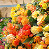 Pre-Planted Begonia Apricot Fiery Shades Hanging Baskets