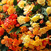 Pre-Planted Begonia Apricot Fiery Shades Hanging Baskets