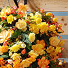Pre-Planted Begonia Apricot Fiery Shades Hanging Baskets