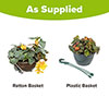 Pre-Planted Begonia Apricot Fiery Shades Hanging Baskets