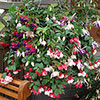 Pre-Planted Fuchsia Trailing Hanging Baskets