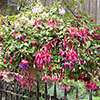 Pre-Planted Fuchsia Trailing Hanging Baskets